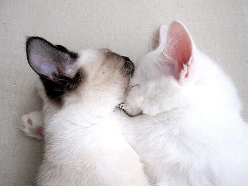 半场悬念：54-51，北京队略占优势，比赛火药味十足！，北京队战绩