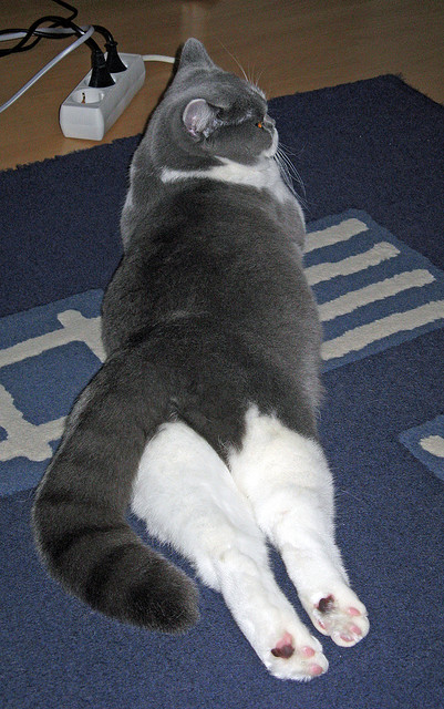 开云官方网页登录-伊朗队门将穆斯莱拉在巴黎奥运会上展现出高水平的扑救能力，伊朗 球星